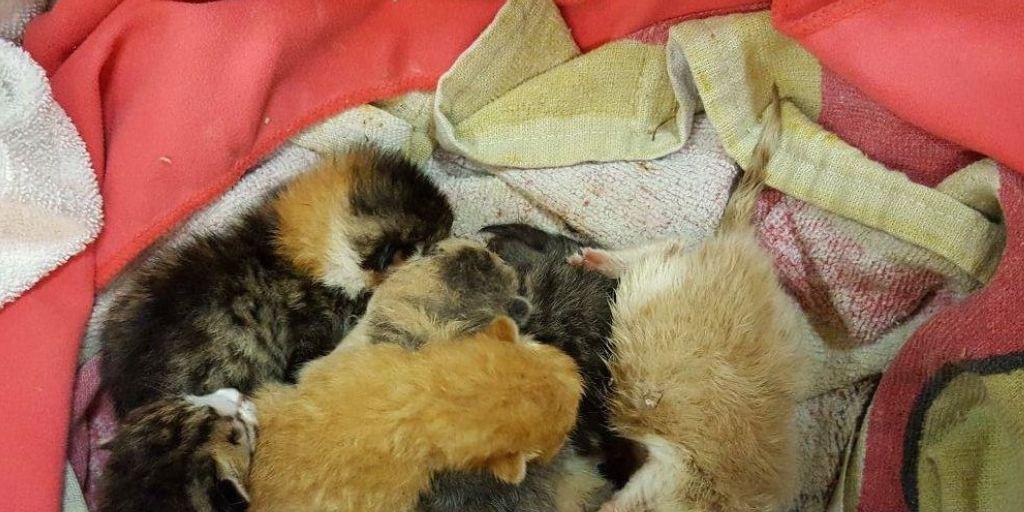 Die frischgeborenen Katzenbabies wurden vom Tierschutz beider Basel gerettet.