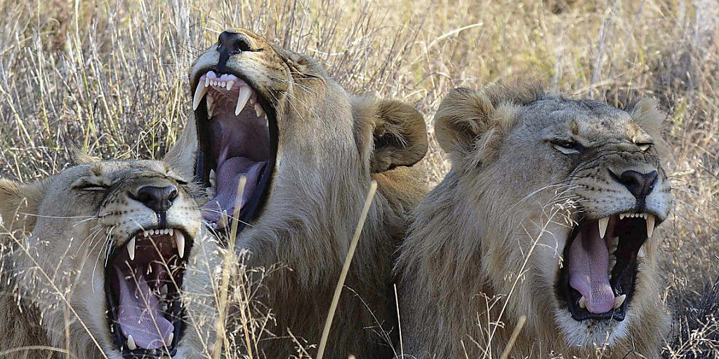 Zieht die Kritik von Tierschützern auf sich: Südafrika erlaubt den Export von bis zu 800 Löwenskeletten. (Archivbild)