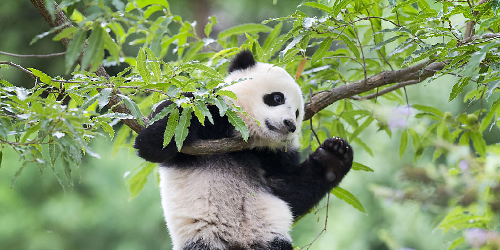 Ein junger Panda spielt im Zoo im Washington.  Pandas gelten als bedrohte Tierart. Eine WWF International Studie stellte fest, dass Tierarten der Erde seit 1970 rapide verschwinden.
