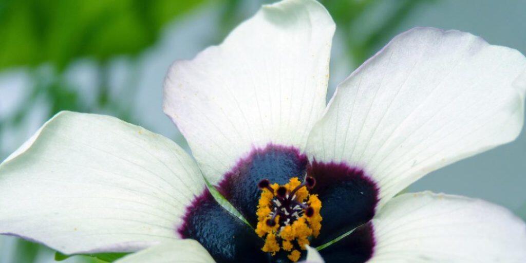 Die Mitte der Blüte enthält ein dunkles Pigment, schimmert aber aufgrund der Oberflächenstruktur blau.