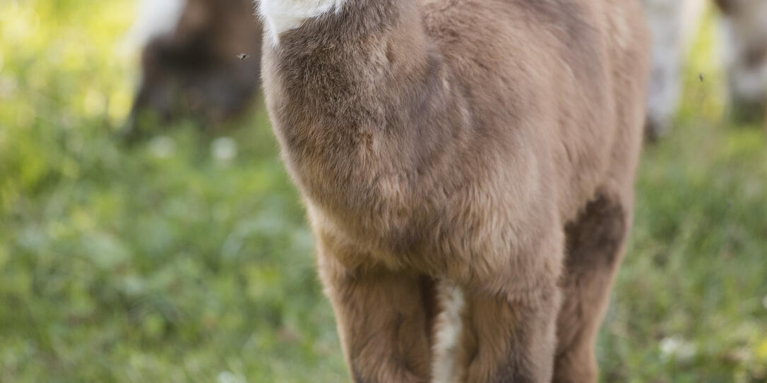Lamas und Ziegen, Vaduz