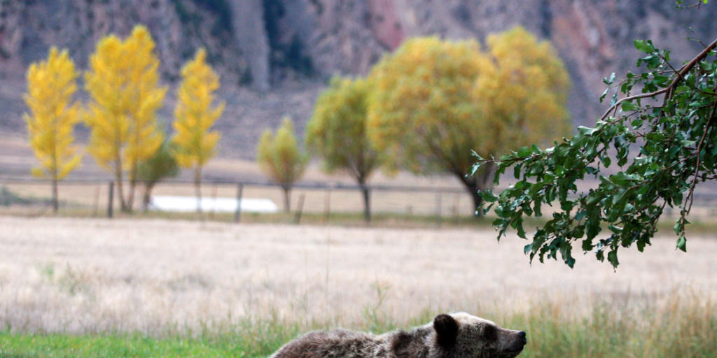 Der Bestand der Grizzly-Bären im Yellowstone-Nationalpark habe sich erholt, findet das US-Innenministerium - deshalb sollen die Tiere als nicht mehr gefährdet eingestuft werden. (Archiv)