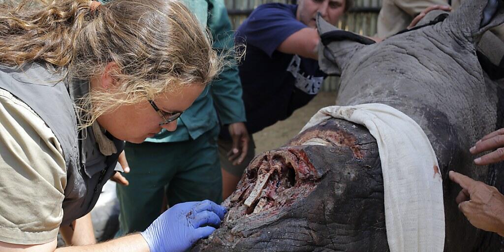 Eine Tierärztin ins Südafrika behandelt die offene Wunde eines Nashorns, dessen Horn von Wilderern abgehackt worden war. (Archivbild)