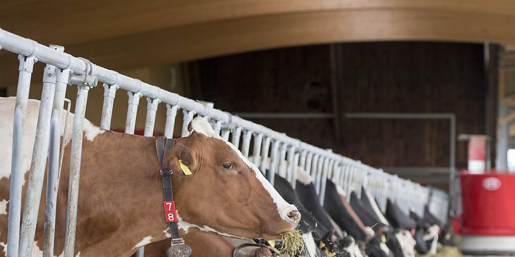 Weil bereits das Futter für die Kühe teurer ist als im Ausland, ist der Preis bei den tierischen Erzeugnissen wie Milch oder Fleisch nochmals höher. (Symbolbild)