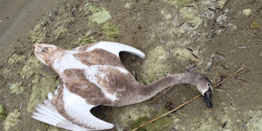 Am Neuenburgersee sind vergangene Woche zwei Höckerschwäne am Vogelgrippevirus H5N8 gestorben. Im Bild ein verendeter junger Höckerschwan, der im November 2016 in Estavayer aufgefunden und positiv auf das Virus getestet wurde. (Archivbild)