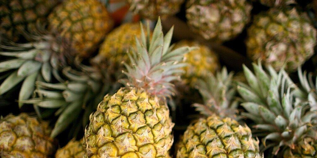 Klonale Vermehrung und gezielte Kreuzungen: Forschende haben die Geschichte der Ananas nachgezeichnet.