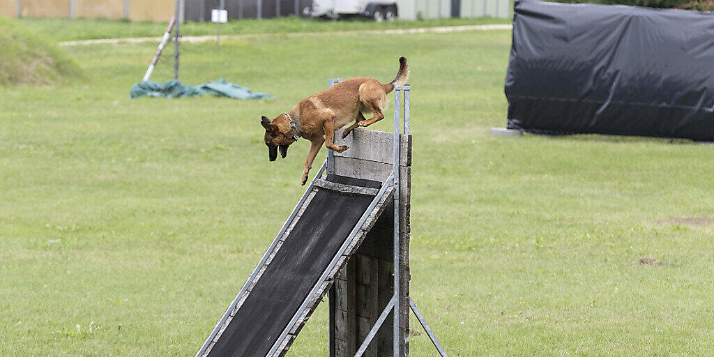 Im Österreichischen Bundesheer sind derzeit 70 Militärhunde im Einsatz.(Symbolbild)