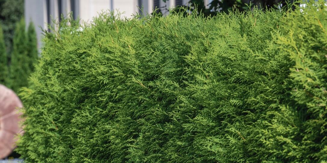 Muss meine Thuja jetzt weg? - Liewo