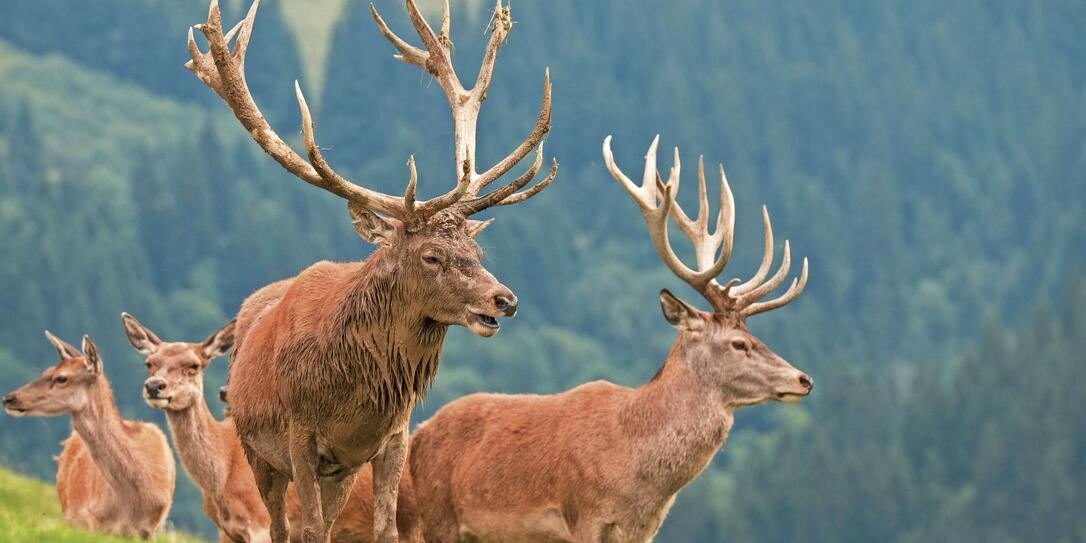 Red Deer, Cervidae