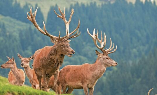 Red Deer, Cervidae