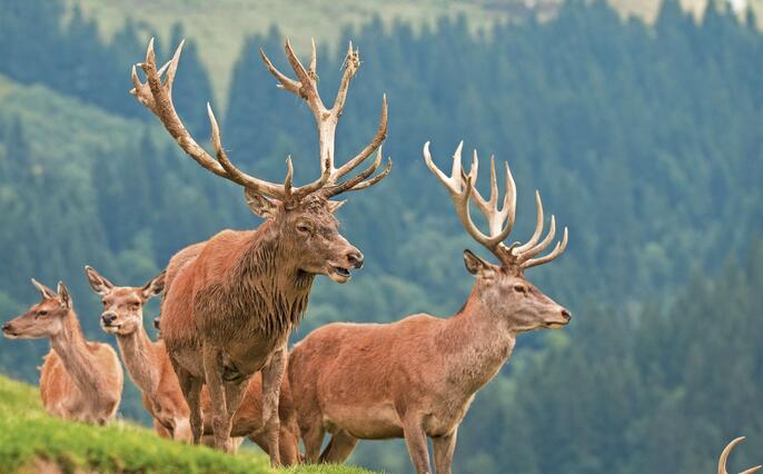 Red Deer, Cervidae