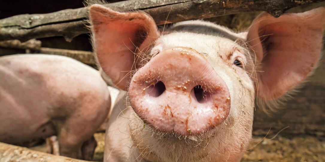 Curious young pig in a wooden stable
