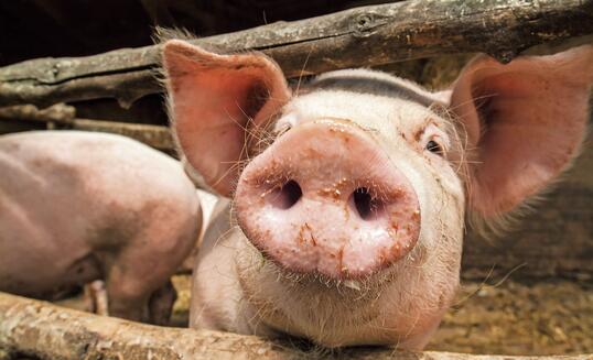 Curious young pig in a wooden stable