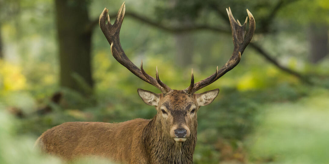 Hirsch Hirsch