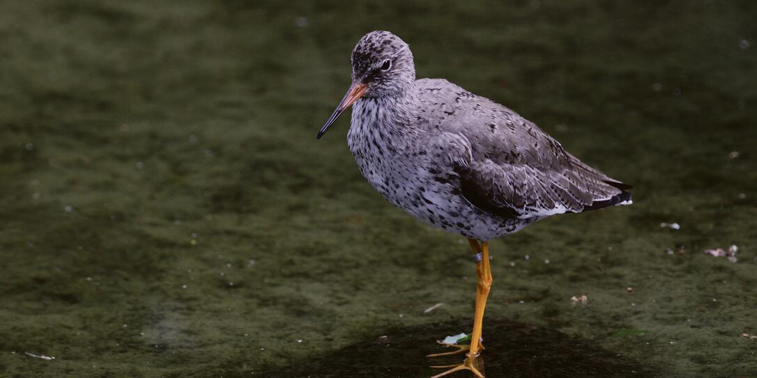 Redshank Redshank