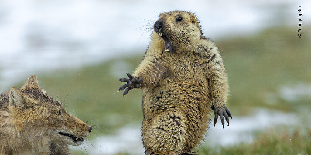 Humor und Horror in einem: Die Dramatik der Aufnahme hat die Jury des Wettbewerbs "Wildlife Photographer of the Year" überzeugt. Humor und Horror in einem: Die Dramatik der Aufnahme hat die Jury des Wettbewerbs "Wildlife Photographer of the Year" überzeugt.
