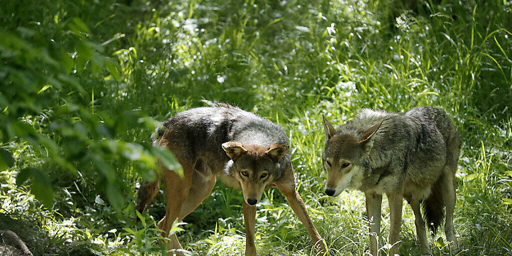 Umwelt- und Tierschutzorganisationen haben das Referendum gegen das neue Jagdgesetz lanciert. Damit könnten Wölfe auf Vorrat abgeschossen werden, kritisieren sie. (Themenbild) Umwelt- und Tierschutzorganisationen haben das Referendum gegen das neue Jagdgesetz lanciert. Damit könnten Wölfe auf Vorrat abgeschossen werden, kritisieren sie. (Themenbild)