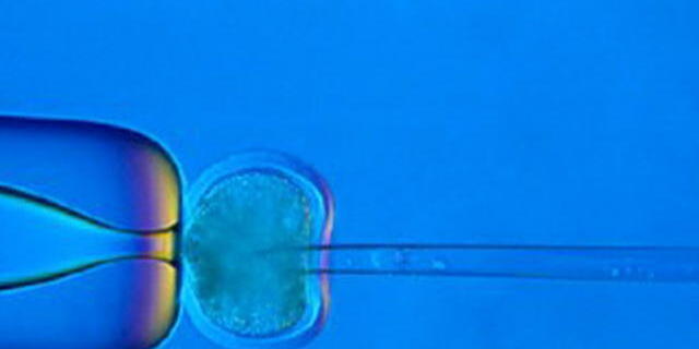 Gendefekte bei im Reagenzglas gezeugten Embryos erkennen (Arxchiv)