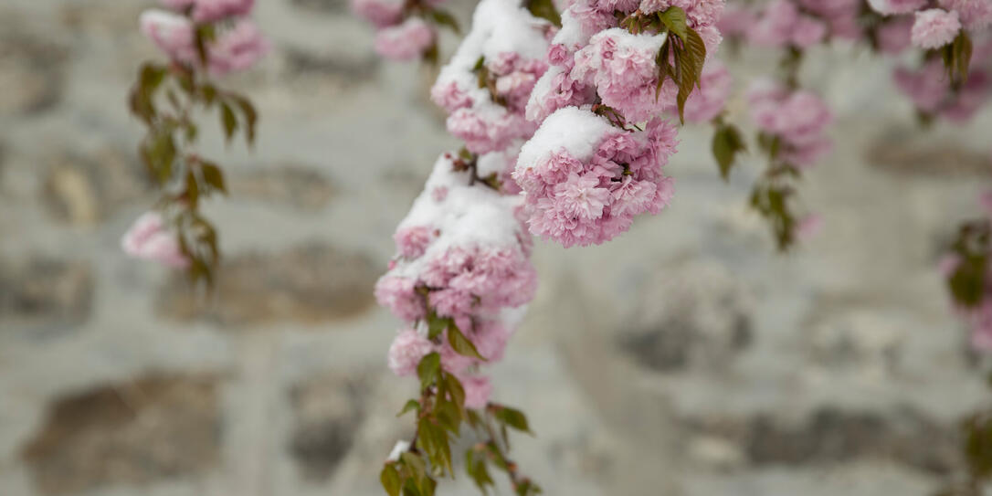 Schnee im Fr&uuml;hling im St&auml;dtle, Vaduz