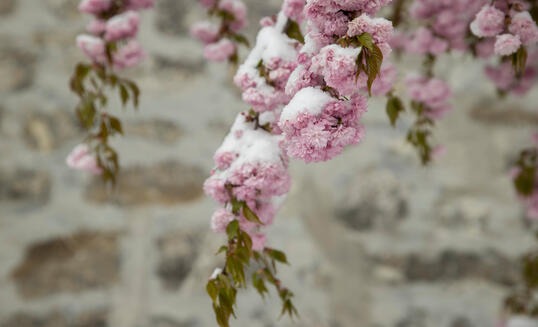 Schnee im Fr&uuml;hling im St&auml;dtle, Vaduz