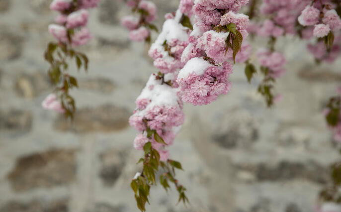 Schnee im Fr&uuml;hling im St&auml;dtle, Vaduz