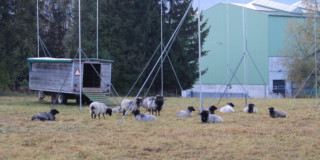 Bauprojekt Gossmad Park, Eschen, Schafe auf der Wiese