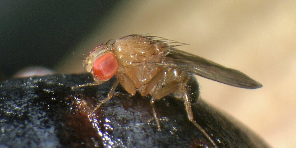 Die invasive Kirschessigfliege Drosophila suzukii ist ein Schädling, für den eine Bekämpfung mittels Gene Drives in Betracht gezogen wird. Agroscope hat die Risikoabwägung dieser Methode vorgenommen und kommt zum Schluss, dass genug Know-How für eine ungefährliche Anwendung vorhanden ist. (zVg).