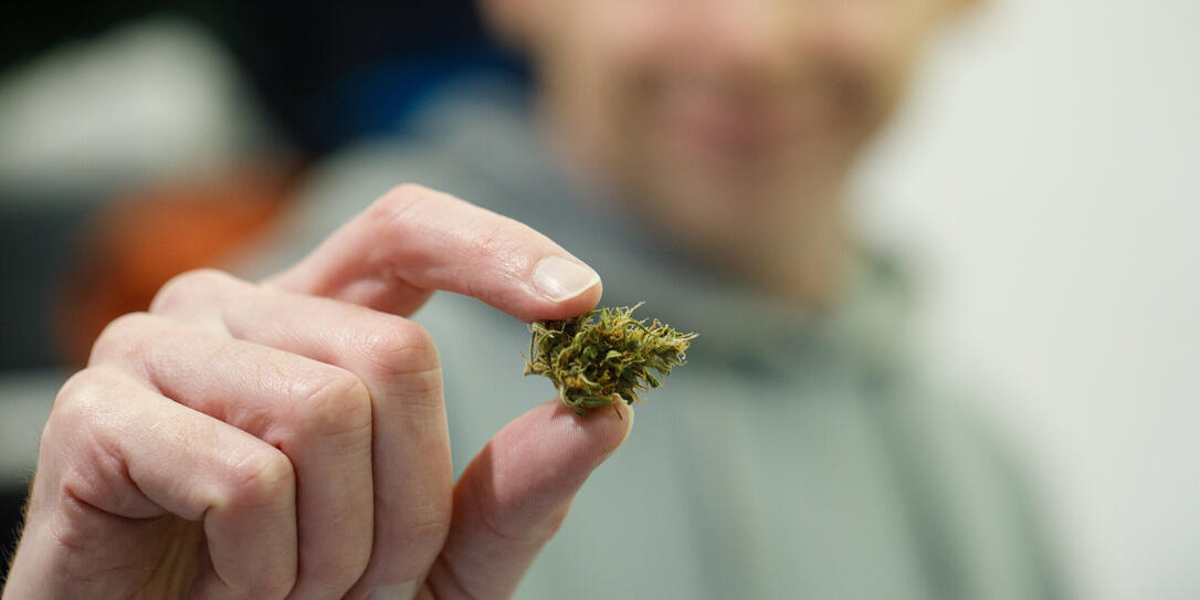 Close up hand holding a green cannabis or marijuana plant flower