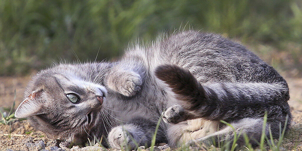 Unter der Annahme, dass ein Katzenpaar zwei Mal pro Jahr Nachwuchs erhält und jeweils 2,8 Kätzchen pro Wurf überleben, ergibt sich nach zehn Jahren ein Katzenbestand von über 80 Millionen Tieren. Deshalb sollten streunende Katzen kastriert werden. (Archivbild)