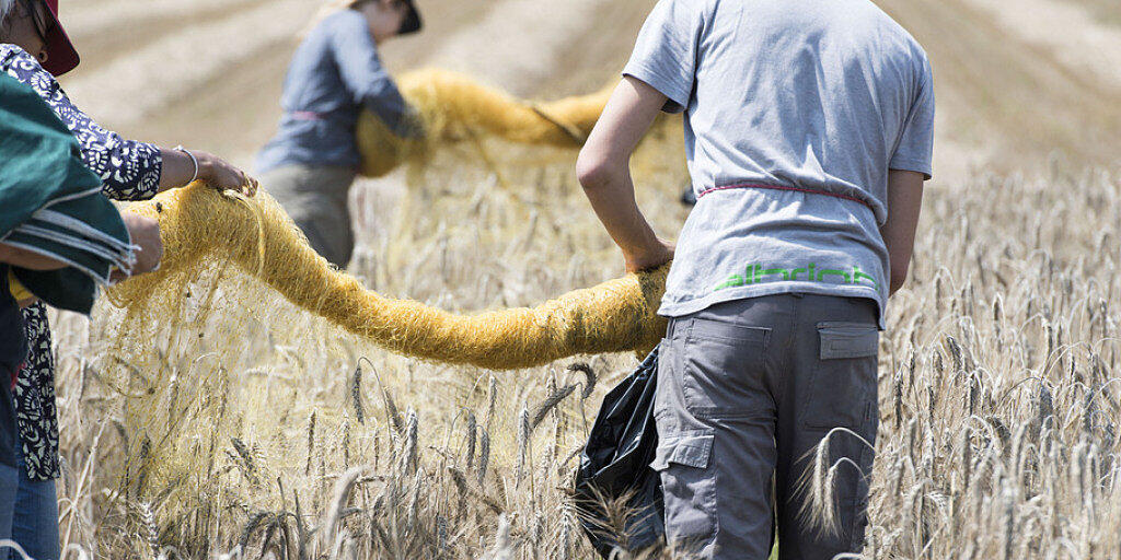 Das sind weder gewöhnliche Bauern noch gewöhnliche Ähren, sondern Agroscope-Angestellte in einem Versuchsfeld für gentechnisch veränderte Pflanzen am Standort Zürich. (Archiv)