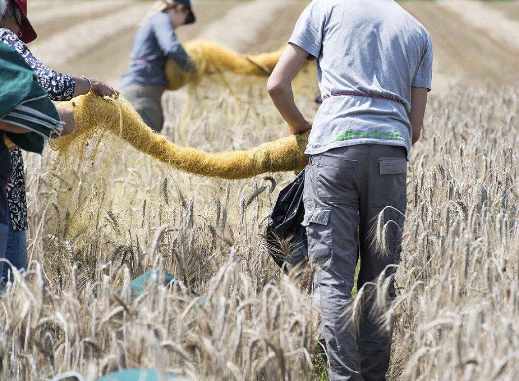 Das sind weder gewöhnliche Bauern noch gewöhnliche Ähren, sondern Agroscope-Angestellte in einem Versuchsfeld für gentechnisch veränderte Pflanzen am Standort Zürich. (Archiv) Das sind weder gewöhnliche Bauern noch gewöhnliche Ähren, sondern Agroscope-Angestellte in einem Versuchsfeld für gentechnisch veränderte Pflanzen am Standort Zürich. (Archiv)