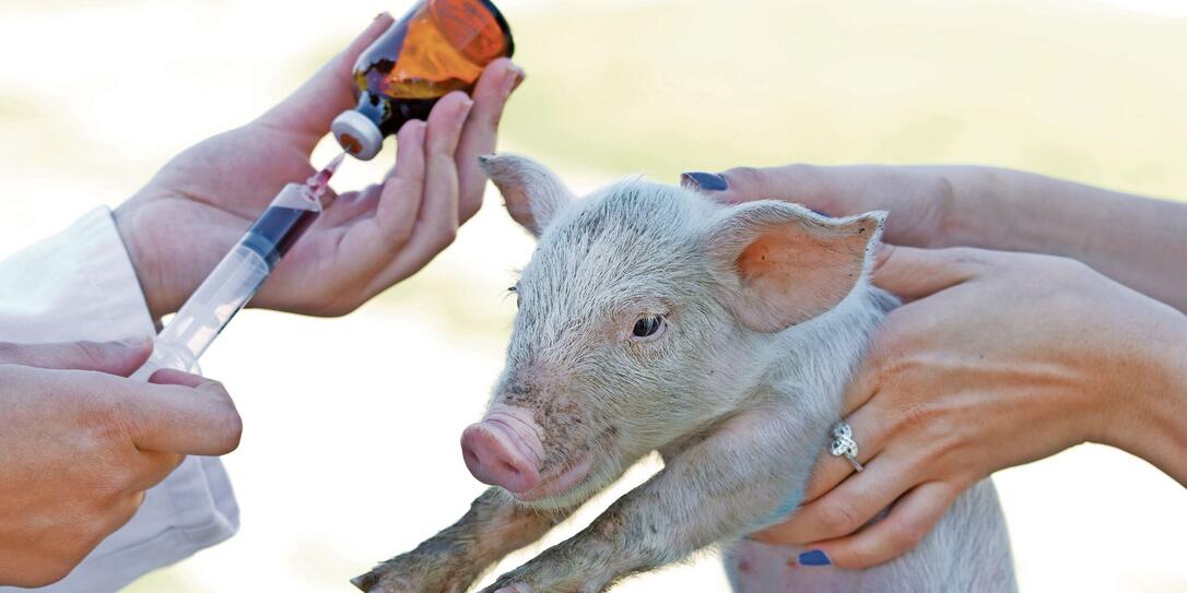 Veterinarian giving piglet an injection from brown bottle