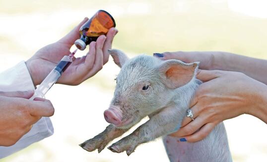 Veterinarian giving piglet an injection from brown bottle