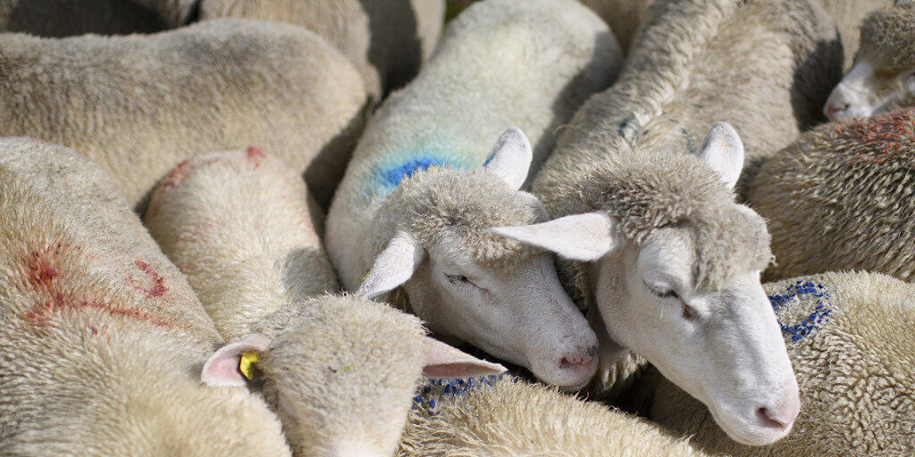 Nach Vorwürfen gegen einen Schafhalter haben die Thurgauer Behörden auf dem Hof eine unangemeldete Kontrolle durchgeführt. (Symbolbild/ KEYSTONE/Gian Ehrenzeller)