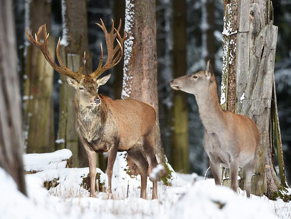 Wegen des vielen Schnees finden die Graubündner Hirsche in höheren Lagen kaum Futter. Der Kanton hat deshalb Notfütterungen angeordnet. (Themenbild)