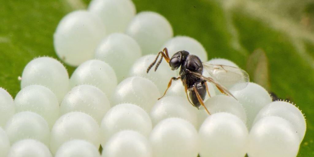 Die Samuraiwespe parasitiert die Eier der Marmorierten Baumwanze. Sie legt also ihre Eier in die Eigelege des Schädlings und kann somit dessen Vermehrung entscheidend eindämmen.