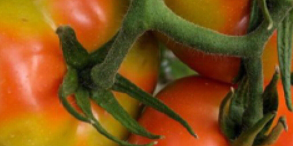 Das Tomatenvirus nähert sich der Schweiz. Es kann zu unregelmässigem Wachstum oder Verfärbungen bei Tomaten führen.