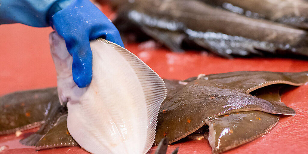 ARCHIV - Eine Mitarbeiterin zerlegt eine Scholle bei einem Großhändler im Fischmarkt in Hamburg Altona. (Zu dpa "UN-Bericht: Fischkonsum weltweit erreicht Rekordhöhe") Foto: Christian Charisius/dpa ARCHIV - Eine Mitarbeiterin zerlegt eine Scholle bei einem Großhändler im Fischmarkt in Hamburg Altona. (Zu dpa "UN-Bericht: Fischkonsum weltweit erreicht Rekordhöhe") Foto: Christian Charisius/dpa