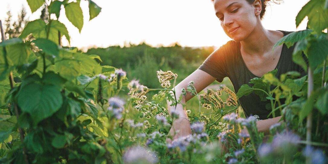 Young woman in organic urban gardening project at raised bed