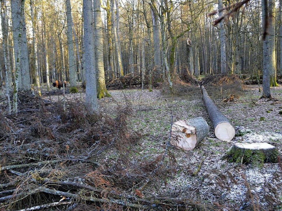 Die polnische Regierung hat unerlaubterweise Rodungen im Bialowieza-Urwald bewilligt - dies beschied der EU-Gerichtshof in Strassburg. (Archiv)