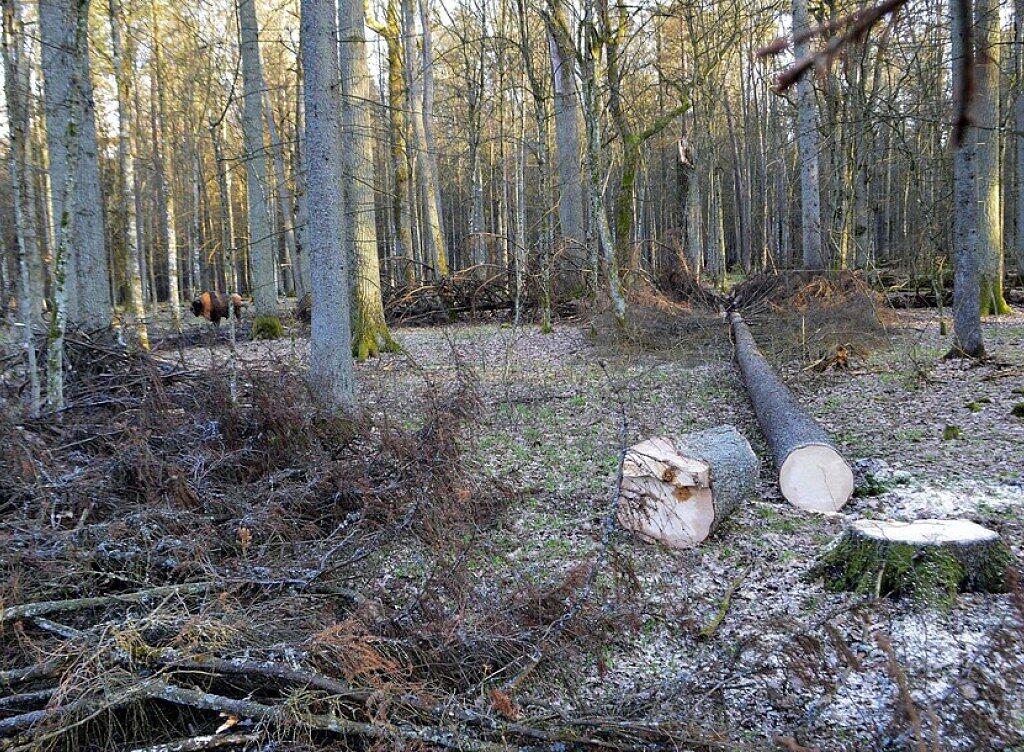Die polnische Regierung hat unerlaubterweise Rodungen im Bialowieza-Urwald bewilligt - dies beschied der EU-Gerichtshof in Strassburg. (Archiv) Die polnische Regierung hat unerlaubterweise Rodungen im Bialowieza-Urwald bewilligt - dies beschied der EU-Gerichtshof in Strassburg. (Archiv)