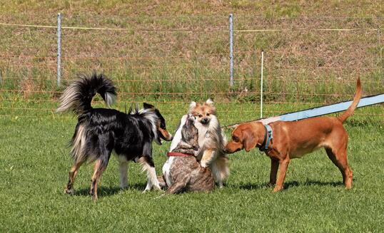 Hundesport Rüthi