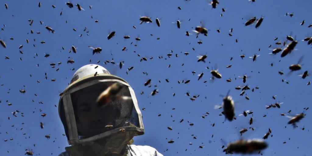 Die angriffslustigen "Killerbienen" entstehen aus einer Kreuzung von Honigbienen europäischer Abstammung mit Wildbienen afrikanischen Ursprungs. (Symbolbild)