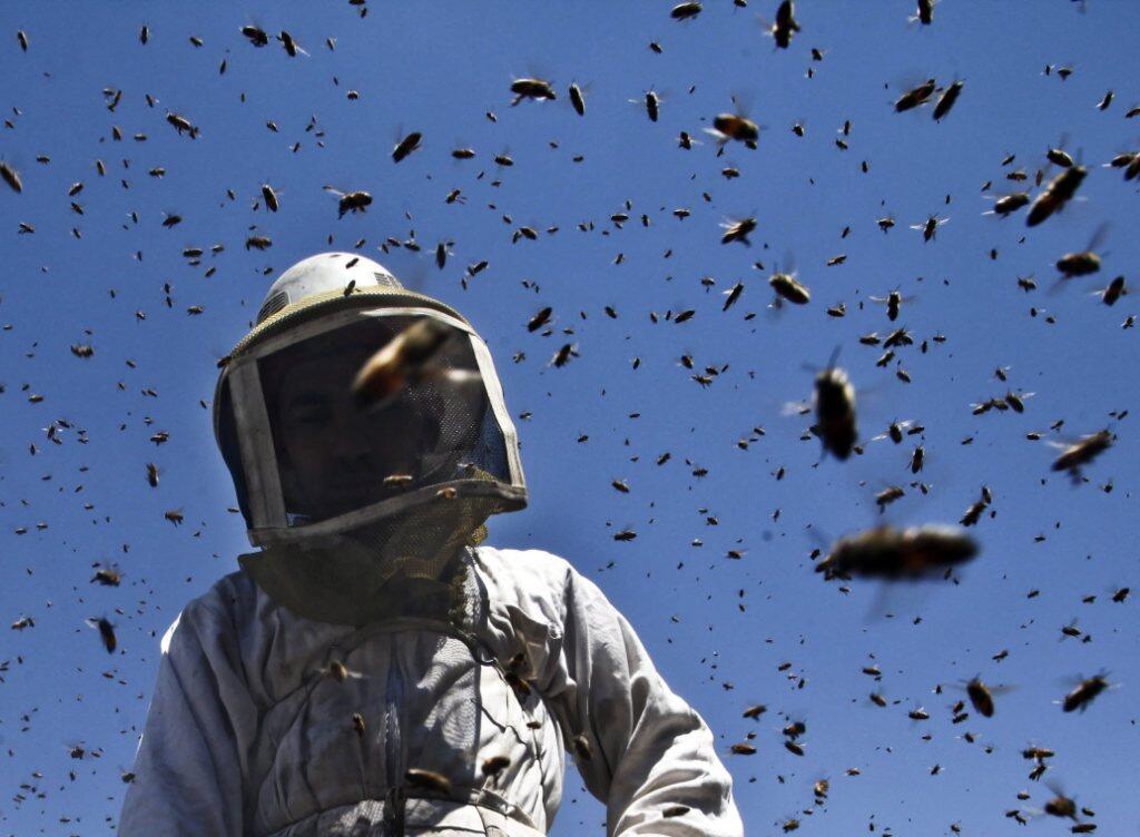 Die angriffslustigen "Killerbienen" entstehen aus einer Kreuzung von Honigbienen europäischer Abstammung mit Wildbienen afrikanischen Ursprungs. (Symbolbild) Die angriffslustigen "Killerbienen" entstehen aus einer Kreuzung von Honigbienen europäischer Abstammung mit Wildbienen afrikanischen Ursprungs. (Symbolbild)