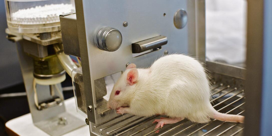 A little rat in a laboratory being tested on
