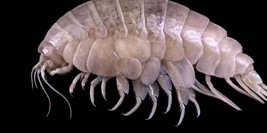 Eurythenes plasticus lebt in einer Tiefe von mehr als 6000 Metern. Trotzdem ist er bereits von der Umweltverschmutzung mit Mikroplastik betroffen.