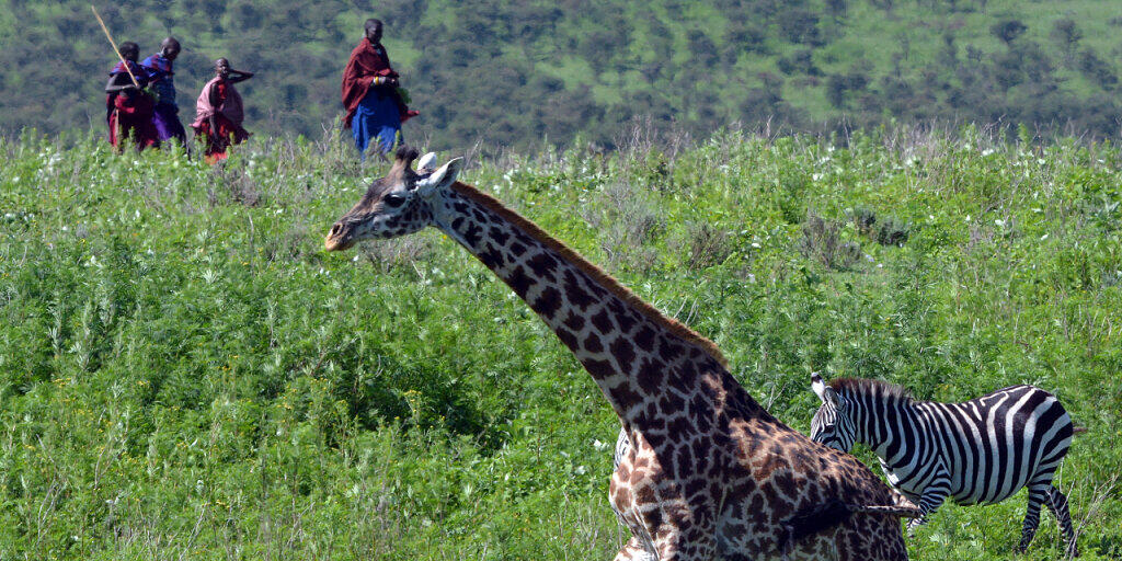 Giraffenweibchen halten in Anwesenheit von Menschen weniger zusammen. Andererseits suchen sie mit ihren Kälbern die Nähe von Siedlungen der Massai, weil die Jungen dort besser vor Raubtierangriffen geschützt sind. (zVg)