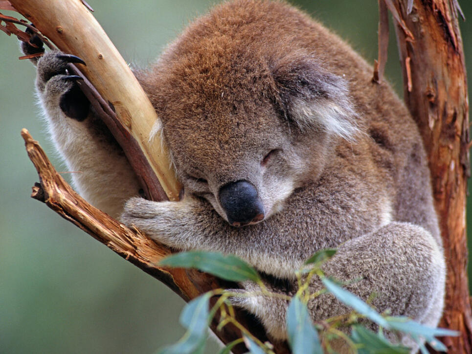 Der WWF warnt vor dem Aussterben der Koalas im australischen Staat New South Wales. (Archiv)