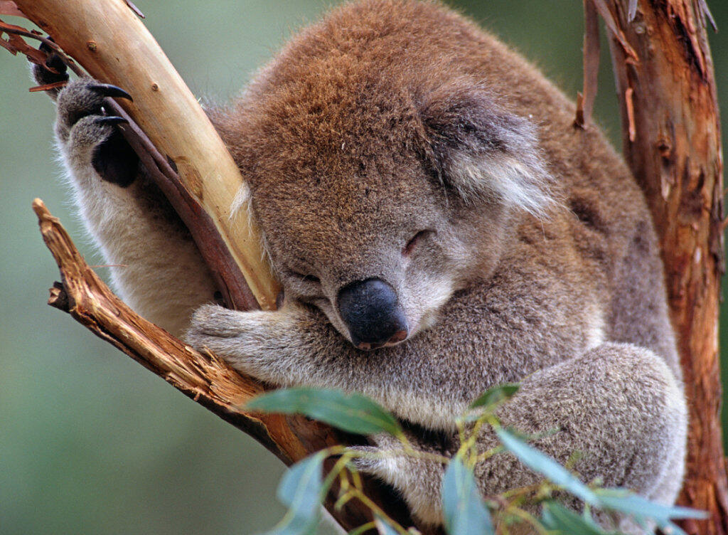 Der WWF warnt vor dem Aussterben der Koalas im australischen Staat New South Wales. (Archiv)