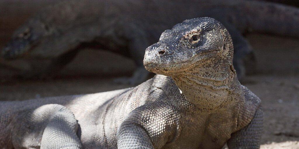 Ein Komodo-Waran im Komodo National Park - zum Schutz der seltenen Tiere möchte die Provinzregierung für einige Zeit keine Besucher auf die "Dracheninsel" lassen. (Archiv) Ein Komodo-Waran im Komodo National Park - zum Schutz der seltenen Tiere möchte die Provinzregierung für einige Zeit keine Besucher auf die "Dracheninsel" lassen. (Archiv)